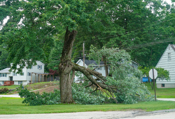 Why Choose Our Tree Removal Services in Creve Coeur, IL?