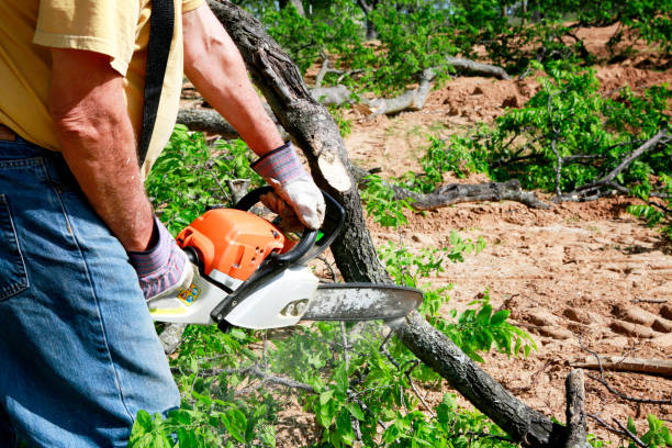 Trusted Creve Coeur, IL  Tree Services Experts